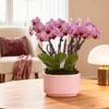 Green Circle Growers 4" Mini Pink Orchid Plant with Lavender Accent in Pink Ceramic Planter Live Indoor Flower, Easy Care Orchid, Gift Ready view 3