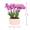Green Circle Growers 4" Mini Pink Orchid Plant with Lavender Accent in Pink Ceramic Planter Live Indoor Flower, Easy Care Orchid, Gift Ready view 4