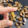 1,000 Carats Tiger's Eye Handpicked Tumbled Stones Crystals Chips Bulk Pocket Stones for Healing, Reiki, Meditation, Witchcraft and Home Decorations (Tiger's Eye) view 4