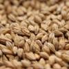 10LB FM BOH BOHEMIAN PILSNER Weyermann Floor-Malted Czech Heirloom Uncrushed Barley Malt MWEY7010 view 2