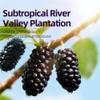 Dried Black Mulberries | 210g / 7.4oz | 30 Individual 7g Packs Gift Box | PoetrySeptember First-Harvest Superfood, Anthocyanin Rich, No Added Sugar, Sulfur-Free, Perfect for Tea, Yogurt & Healthy Snacking view 3