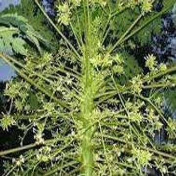 Bunga Pepaya (Carica Papaya) Flower Dried (900 gram)