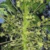 Bunga Pepaya (Carica Papaya) Flower Dried (900 gram) view 1
