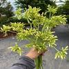 Bunga Pepaya (Carica Papaya) Flower Dried (900 gram) view 2