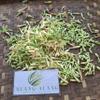 Bunga Pepaya (Carica Papaya) Flower Dried (900 gram) view 4