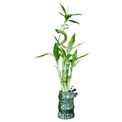 5-Stalk Live Lucky Bamboo Plant Arrangement with Ceramic Vase for Home, Office and Gift, Easy Care Plant and Lucky Symbol (Panda Vase)