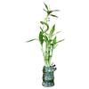 5-Stalk Live Lucky Bamboo Plant Arrangement with Ceramic Vase for Home, Office and Gift, Easy Care Plant and Lucky Symbol (Panda Vase)