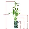 5-Stalk Live Lucky Bamboo Plant Arrangement with Ceramic Vase for Home, Office and Gift, Easy Care Plant and Lucky Symbol (Panda Vase) view 2