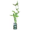 5-Stalk Live Lucky Bamboo Plant Arrangement with Ceramic Vase for Home, Office and Gift, Easy Care Plant and Lucky Symbol (Panda Vase) view 3