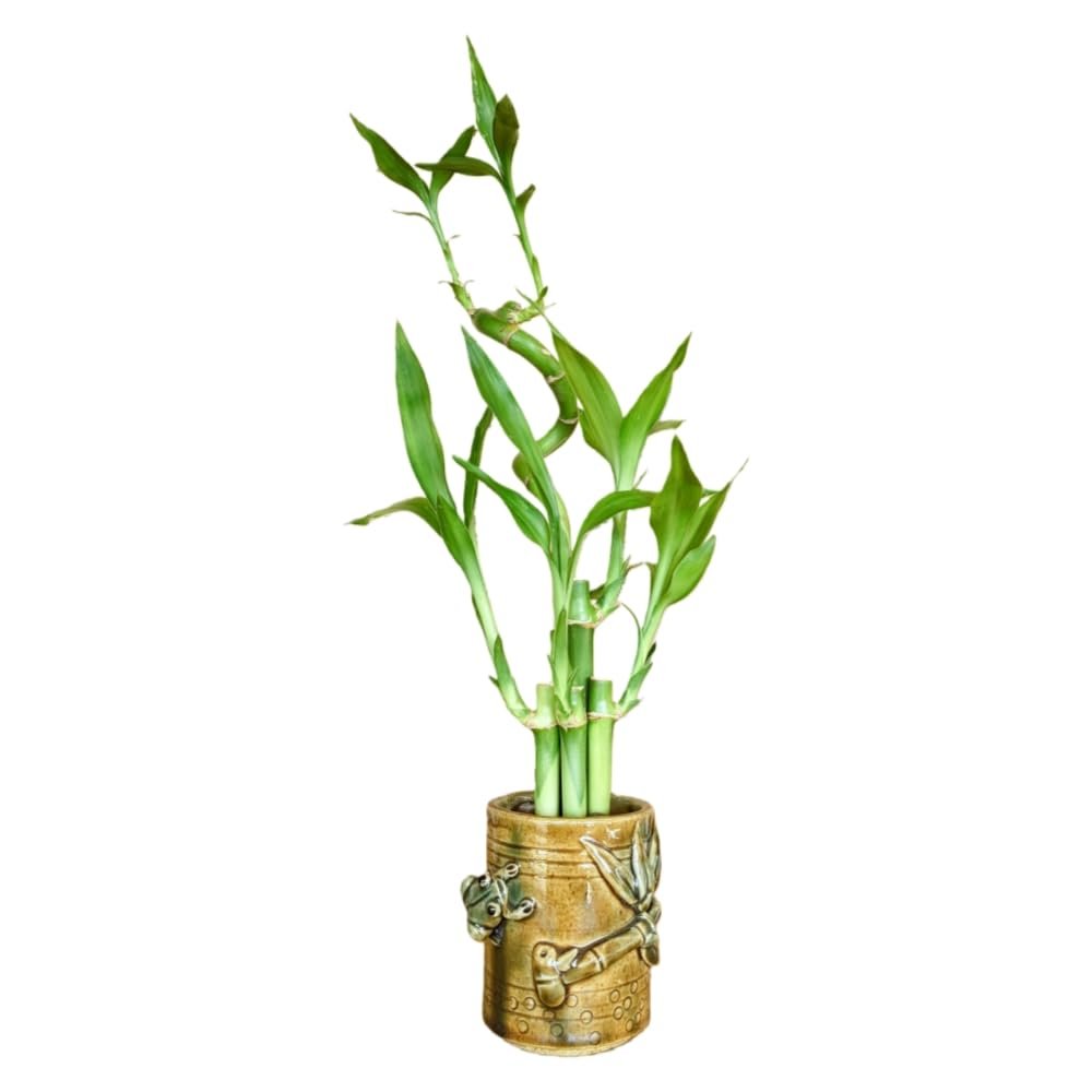 5-Stalk Live Lucky Bamboo Plant Arrangement with Ceramic Vase for Home, Office and Gift, Easy Care Plant and Lucky Symbol (Frog Vase)