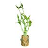 5-Stalk Live Lucky Bamboo Plant Arrangement with Ceramic Vase for Home, Office and Gift, Easy Care Plant and Lucky Symbol (Frog Vase) view 1