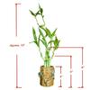 5-Stalk Live Lucky Bamboo Plant Arrangement with Ceramic Vase for Home, Office and Gift, Easy Care Plant and Lucky Symbol (Frog Vase) view 2