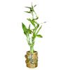 5-Stalk Live Lucky Bamboo Plant Arrangement with Ceramic Vase for Home, Office and Gift, Easy Care Plant and Lucky Symbol (Frog Vase) view 3