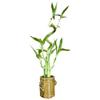 5-Stalk Live Lucky Bamboo Plant Arrangement with Ceramic Vase for Home, Office and Gift, Easy Care Plant and Lucky Symbol (Frog Vase) view 4
