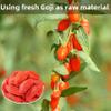 Freeze-Dried Goji Berries Superfood Snacks - Resealable Jar (3.17oz/90g) | Non-GMO, Vegan | Crunchy ingredient-Rich Berries for Smoothies, Baking & Salads | Raw, No Sugar Added view 2