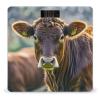 Cow in Brown Bathroom Scale for Body Weight Bathroom Weighing Scales with Back Lit LED Display Sturdy Tempered Glass Body Weight Bathroom Scale 400lb Weighing view 1