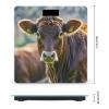 Cow in Brown Bathroom Scale for Body Weight Bathroom Weighing Scales with Back Lit LED Display Sturdy Tempered Glass Body Weight Bathroom Scale 400lb Weighing view 2