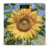 Sunflower Bathroom Scale for Body Weight Bathroom Weighing Scales with Back Lit LED Display Sturdy Tempered Glass Body Weight Bathroom Scale 400lb Weighing view 1