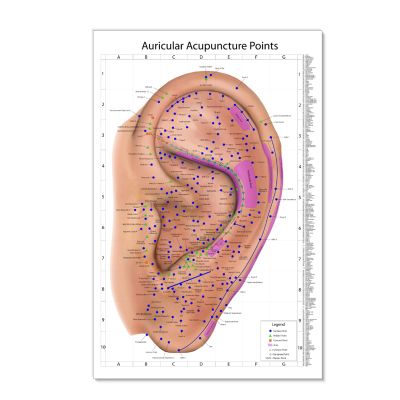 Comprehensive Auriculotherapy Wall Chart - 240+ Ear Acupuncture Points, Chinese Acupuncture Reference Poster, 24x36 Inch Full-Color Diagram for Study, Teaching & Clinic Use