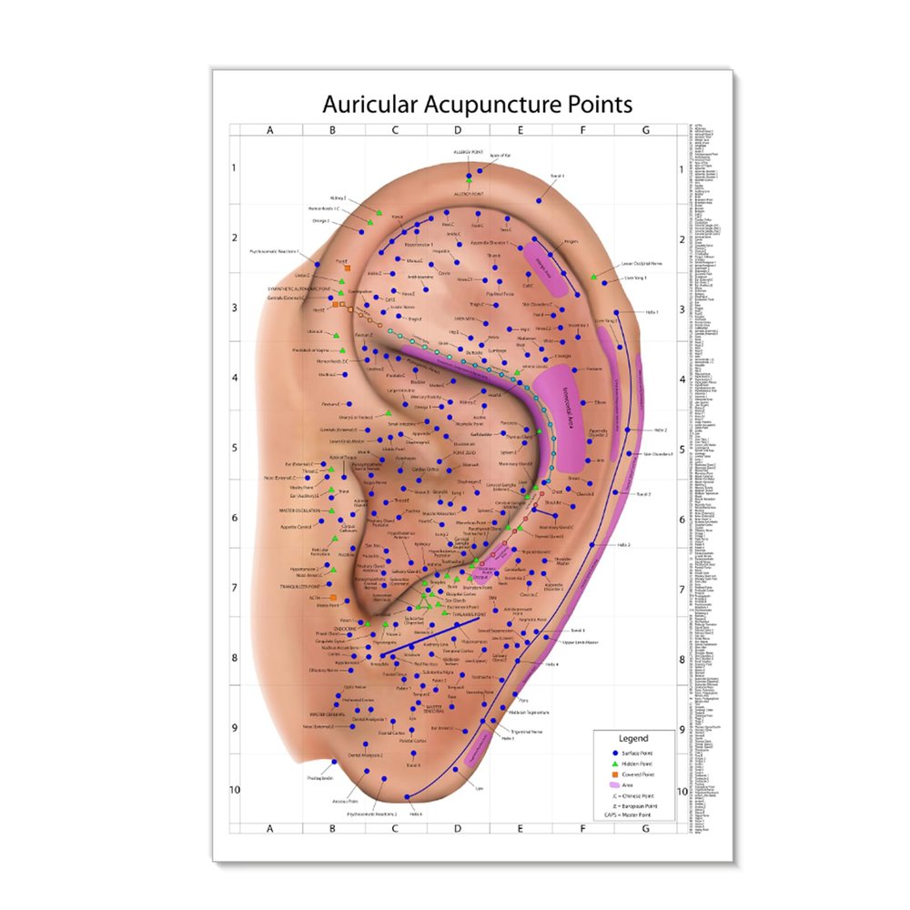 Comprehensive Auriculotherapy Wall Chart - 240+ Ear Acupuncture Points, Chinese Acupuncture Reference Poster, 24x36 Inch Full-Color Diagram for Study, Teaching & Clinic Use