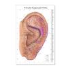 Comprehensive Auriculotherapy Wall Chart - 240+ Ear Acupuncture Points, Chinese Acupuncture Reference Poster, 24x36 Inch Full-Color Diagram for Study, Teaching & Clinic Use view 1