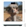 Cute Ostrich Weight Scale Large Bathroom Scales Digital Weight with Bright LED Display Non Slip Automatic Weighing Scale Fashion Weighing Machine for Body view 2