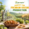 Zorrer Premium Golden Raisins, Seedless Grape Dried Fruit Snacks, No Sugar Added, No Preservatives, Non-GMO, Naturally Shade-Dried Raisins, Healthy Power Gummy Snack (9.5 OZ/Pack of 1) view 2