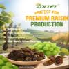 Zorrer Premium Muscat Raisins, Nutrient-Rich Grape Dried Fruit Snacks, Chewy Texture, Natural Rose Aroma, No Sugar Added, No Preservatives, Healthy Power Gummy Snack (11 OZ/Pack of 1) view 2