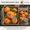 20 Pumpkin Seeds for Planting - Big Max - Heirloom | Non-GMO | USA Grown | Grows Big Giant Pumpkins up to 100 lbs! Grown for Pies and Halloween Jack O Lanterns view 2