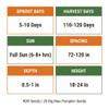 20 Pumpkin Seeds for Planting - Big Max - Heirloom | Non-GMO | USA Grown | Grows Big Giant Pumpkins up to 100 lbs! Grown for Pies and Halloween Jack O Lanterns view 4