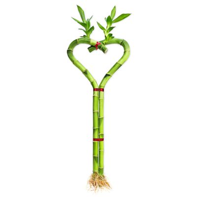 Heart Shaped Lucky Bamboo - 12" Live Indoor Plant, Double Stalk Heart Arrangement - Ideal Gift for Birthday, Housewarming, Valentines Day, Mothers Day, Fathers Day, Thanksgiving and Christmas