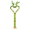 Heart Shaped Lucky Bamboo - 12" Live Indoor Plant, Double Stalk Heart Arrangement - Ideal Gift for Birthday, Housewarming, Valentines Day, Mothers Day, Fathers Day, Thanksgiving and Christmas view 1