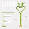 Heart Shaped Lucky Bamboo - 12" Live Indoor Plant, Double Stalk Heart Arrangement - Ideal Gift for Birthday, Housewarming, Valentines Day, Mothers Day, Fathers Day, Thanksgiving and Christmas view 2
