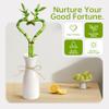 Heart Shaped Lucky Bamboo - 12" Live Indoor Plant, Double Stalk Heart Arrangement - Ideal Gift for Birthday, Housewarming, Valentines Day, Mothers Day, Fathers Day, Thanksgiving and Christmas view 3