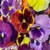 Freshly Preserved Small Pansy Freeze-Dried Edible Flowers - Dried Edible Flowers for Cakes Decoration, Drink Garnish, Cocktails, Resin Art & DIY Crafts - USA-Grown Whole Bloom - Set of 12 - 0.1 Oz view 3