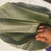 Large Organic Moi Moi Leaves Fresh and green view 1
