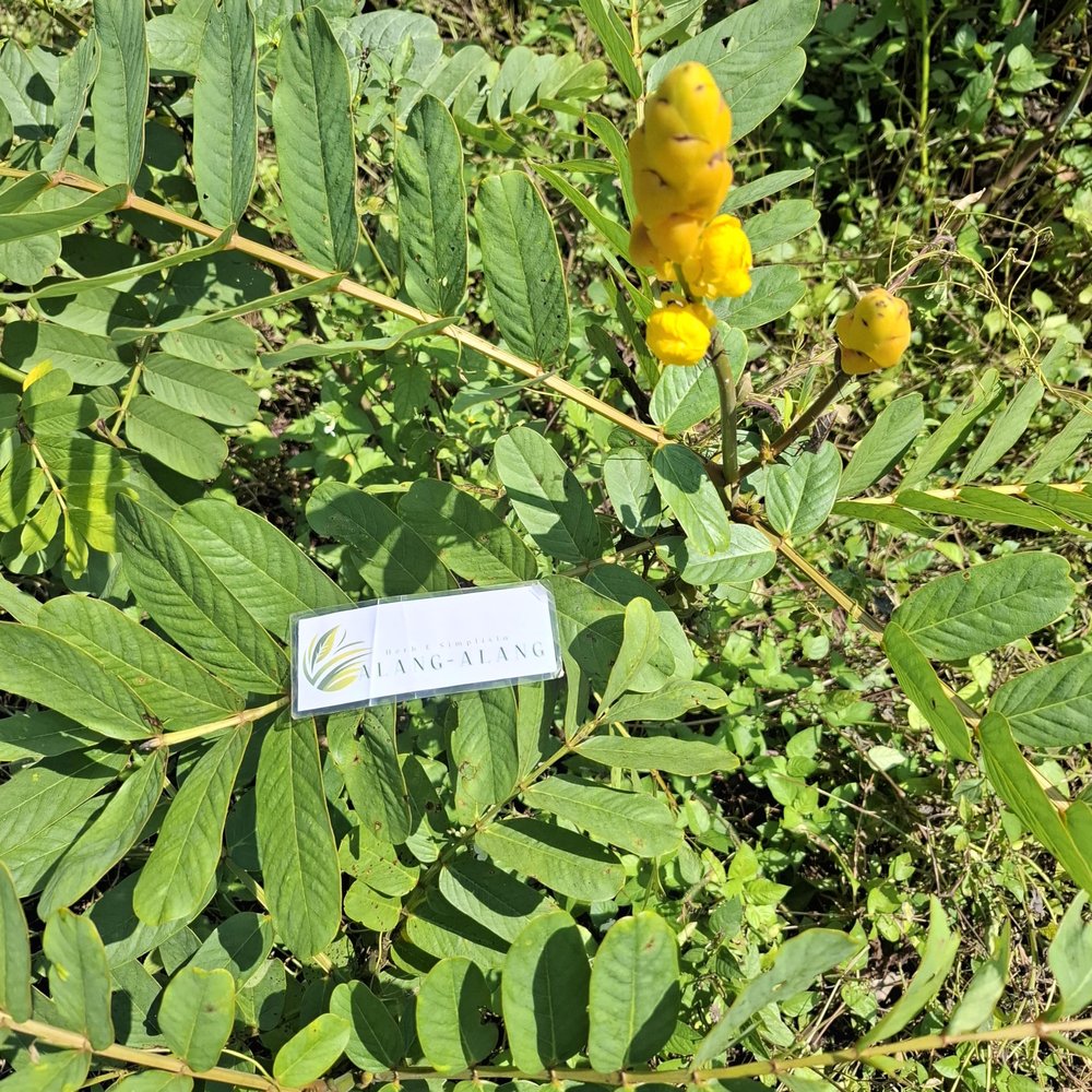 Daun Ketepeng Cina (Senna Alata) Candle Bush Dried Leaves (80 gram)
