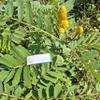 Daun Ketepeng Cina (Senna Alata) Candle Bush Dried Leaves (80 gram) view 1