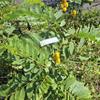 Daun Ketepeng Cina (Senna Alata) Candle Bush Dried Leaves (80 gram) view 2