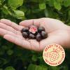 Tru Fru Freeze Dried Fruit Variety Pack, Strawberries & Crme, Strawberries in Dark & White Chocolate, Real Fruit, Chocolate Covered Snacks, Gluten Free Candy, 6 Pack (3.4oz) view 3