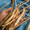 Papaya Dried Root (30 gram) view 2