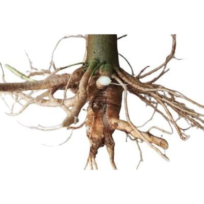 Papaya Dried Root (600 gram)