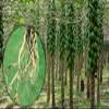 Papaya Dried Root (600 gram) view 3