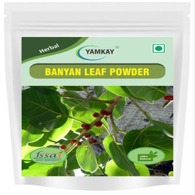 YAMKAY Banyan Leaf Powder | Ficus Benghalensis Leaf Powder | Finely Ground Herbal Powder | 100% Pure & Natural | No Additives (500 Gm 17.63 OZ)