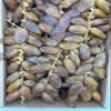 Algeria Premium Branched Deglet Noor Dates, 6.6 lb. (3 kg) view 4