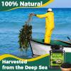 12oz 100% Naturally Dried Wakame Seaweed - Premium Sea Vegetable for Miso Soup, Seaweed Salad & Cooking, Quick Rehydrating, Gluten-Free view 3