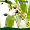 Premium Raw Job's Tears - Hulled Adlay Millet, Gluten-Free Whole Grain for Soups, Salads, and Traditional Porridge - Nutrient-Dense Cereal Grain (400g) view 2