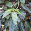 Daun Cincau Perdu (Premna trichistoma) Jukut jelly Dried Leaves (600 gram) view 1
