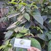 Daun Cincau Perdu (Premna trichistoma) Jukut jelly Dried Leaves (600 gram) view 2