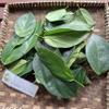 Daun Cincau Perdu (Premna trichistoma) Jukut jelly Dried Leaves (600 gram) view 3